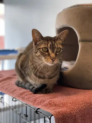 Petey 2