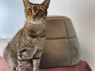Petey 2