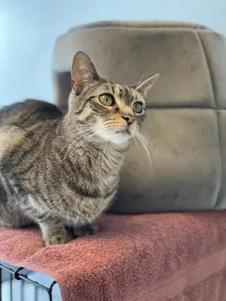 Petey 2