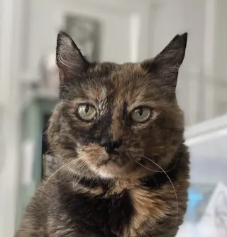 Tia
