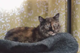 Tia