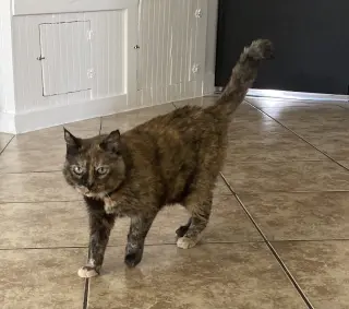Tia