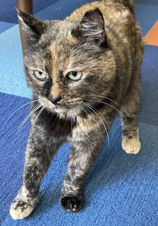 Tia