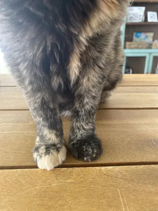 Tia