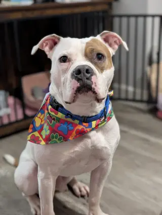 Chief