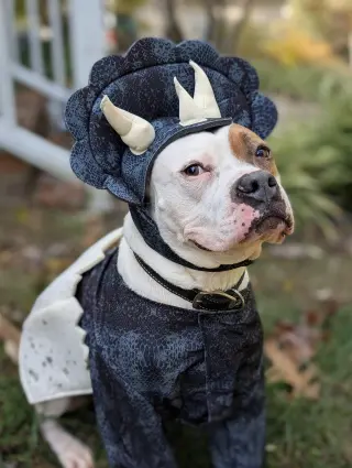 Chief