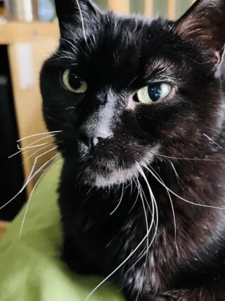 Junior