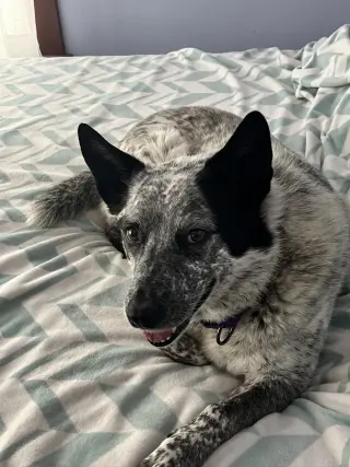 Sparkie