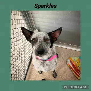 Sparkie