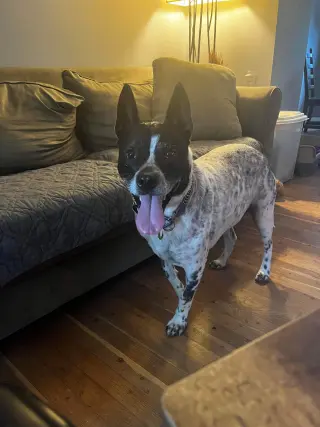 Spotty