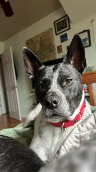 Spotty