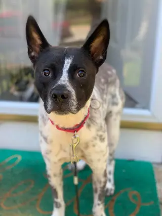 Spotty