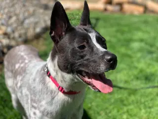 Spotty