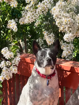 Spotty