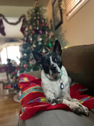 Spotty