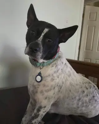 Spotty