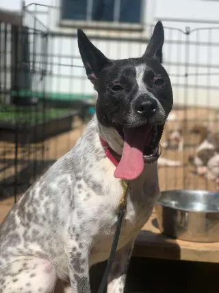 Spotty