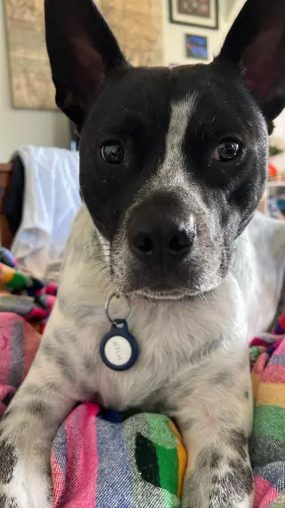Spotty