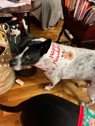 Spotty