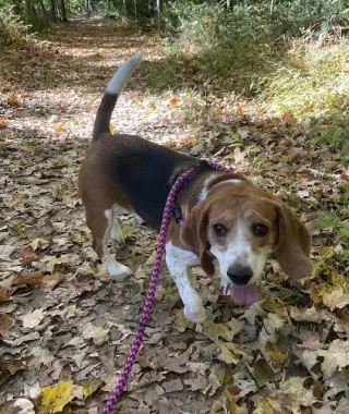 Cooper