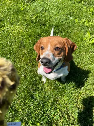 Cooper