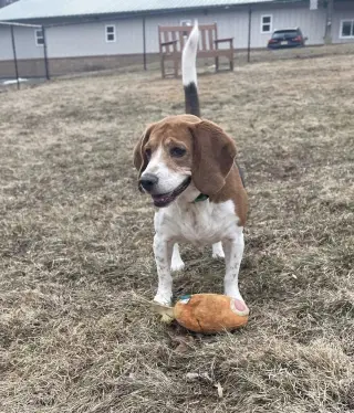 Cooper