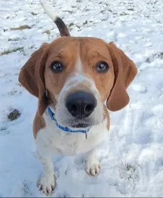 Cooper