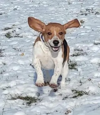 Cooper