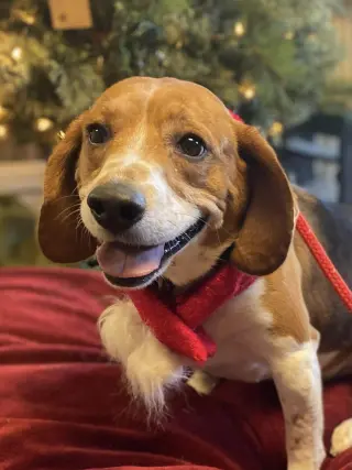 Cooper