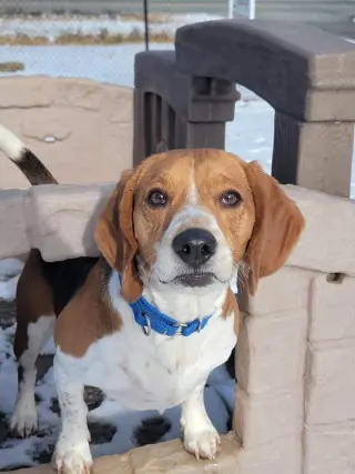 Cooper