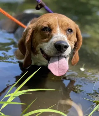 Cooper