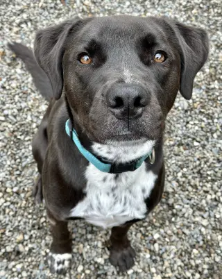 Rocky