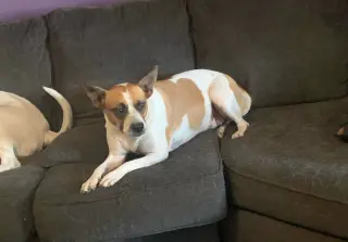 Norma