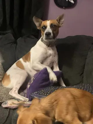 Norma
