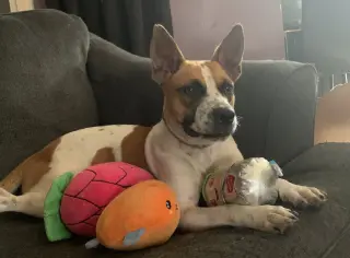 Norma