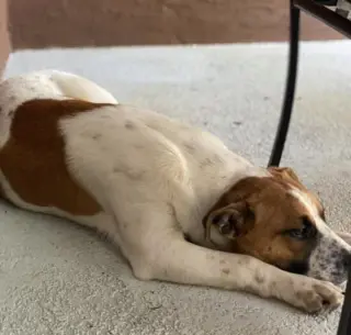 Norma