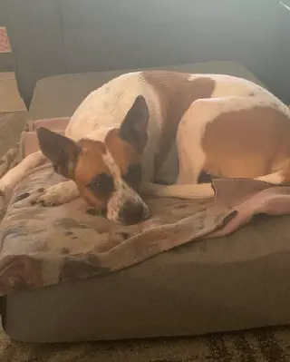 Norma