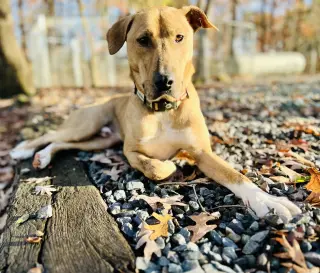 Mojo Jojo (Foster Animal)