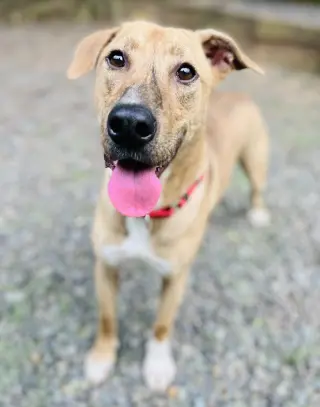 Mojo Jojo (Foster Animal)