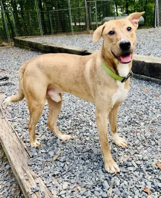 Mojo Jojo (Foster Animal)
