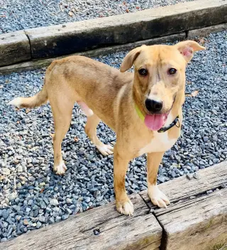 Mojo Jojo (Foster Animal)