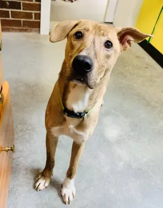 Mojo Jojo (Foster Animal)