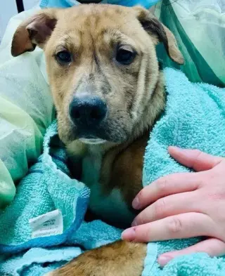 Mojo Jojo (Foster Animal)