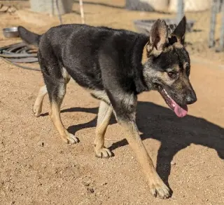 Sarge -