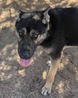 Sarge -