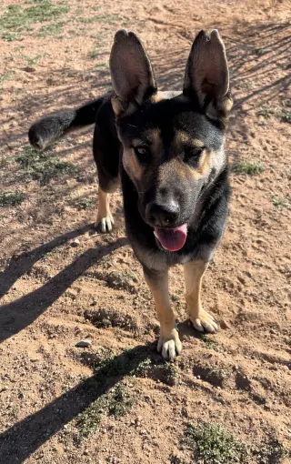 Sarge -