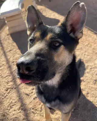 Sarge -
