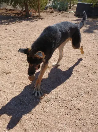 Sarge -