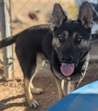 Sarge -
