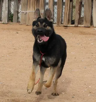 Sarge -